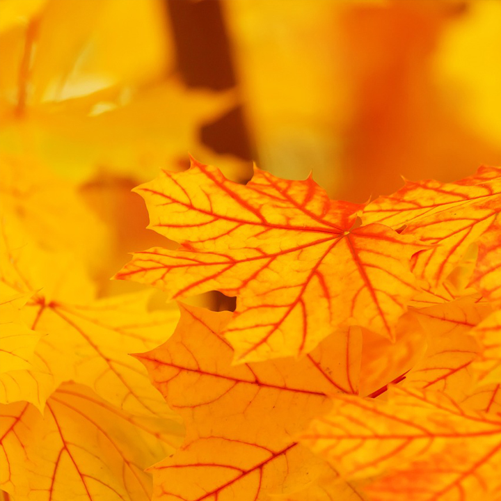 Herbst gelb orange gefärbte Blätter