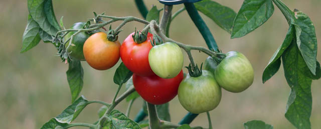 Tomatenpflantzen 